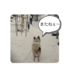 ねこ丸のお友達（個別スタンプ：10）