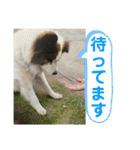ねこ丸のお友達（個別スタンプ：11）