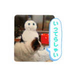 ねこ丸のお友達（個別スタンプ：12）