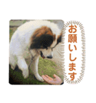 ねこ丸のお友達（個別スタンプ：13）