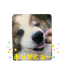 ねこ丸のお友達（個別スタンプ：15）
