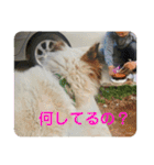 ねこ丸のお友達（個別スタンプ：17）