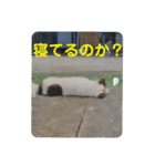 ねこ丸のお友達（個別スタンプ：19）