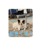 ねこ丸のお友達（個別スタンプ：20）