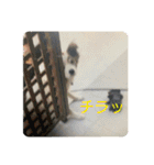 ねこ丸のお友達（個別スタンプ：21）