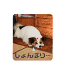 ねこ丸のお友達（個別スタンプ：28）