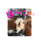 ねこ丸のお友達（個別スタンプ：32）