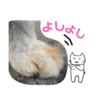 ねこ丸のお友達（個別スタンプ：38）