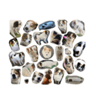 ねこ丸のお友達（個別スタンプ：40）