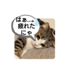 可愛いねこちゃんスタンプ♪（個別スタンプ：13）
