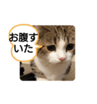 可愛いねこちゃんスタンプ♪（個別スタンプ：14）