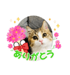 寅年ラムネねこ（個別スタンプ：20）