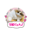 寅年ラムネねこ（個別スタンプ：23）