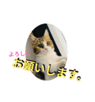 寅年ラムネねこ（個別スタンプ：32）