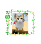 寅年ラムネねこ（個別スタンプ：35）