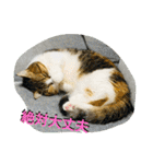 寅年ラムネねこ（個別スタンプ：38）