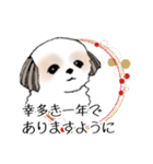 Stickers_Shih Tzu_g シーズースタンプ（個別スタンプ：14）