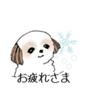 Stickers_Shih Tzu_g シーズースタンプ（個別スタンプ：23）