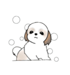 Stickers_Shih Tzu_g シーズースタンプ（個別スタンプ：37）