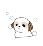 Stickers_Shih Tzu_g シーズースタンプ（個別スタンプ：40）