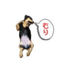 Pinoちゃんの日常（個別スタンプ：3）