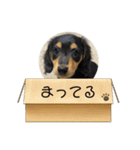 Pinoちゃんの日常（個別スタンプ：8）