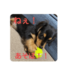 Pinoちゃんの日常（個別スタンプ：10）