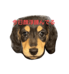 Pinoちゃんの日常（個別スタンプ：11）