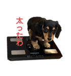 Pinoちゃんの日常（個別スタンプ：13）
