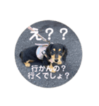 Pinoちゃんの日常（個別スタンプ：14）