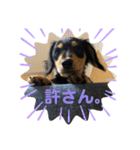 Pinoちゃんの日常（個別スタンプ：16）