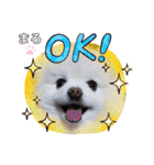 もふもふまろぷんスタンプ（個別スタンプ：21）