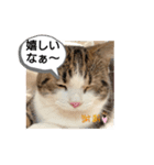 可愛いねこちゃんスタンプ2♪（個別スタンプ：7）