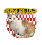 とある猫一家（個別スタンプ：5）