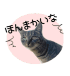 とある猫一家（個別スタンプ：7）