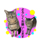 とある猫一家（個別スタンプ：10）