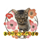 とある猫一家（個別スタンプ：11）