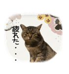 とある猫一家（個別スタンプ：18）