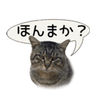 とある猫一家（個別スタンプ：20）