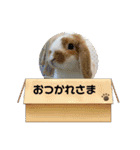 二代目店長チロルスペシャル（個別スタンプ：12）