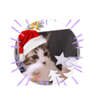ガッシーねこーず元地域ねこーずスタンプ（個別スタンプ：5）
