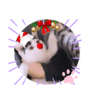 ガッシーねこーず元地域ねこーずスタンプ（個別スタンプ：13）