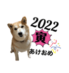柴犬らんのお正月.（個別スタンプ：1）