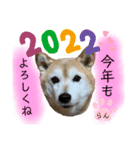 柴犬らんのお正月.（個別スタンプ：2）