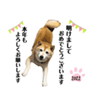 柴犬らんのお正月.（個別スタンプ：3）