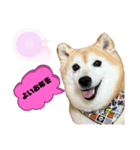 柴犬らんのお正月.（個別スタンプ：4）