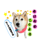 柴犬らんのお正月.（個別スタンプ：5）