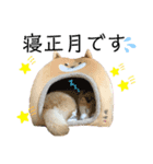 柴犬らんのお正月.（個別スタンプ：6）