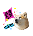 柴犬らんのお正月.（個別スタンプ：8）