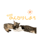 岡村猫（個別スタンプ：10）